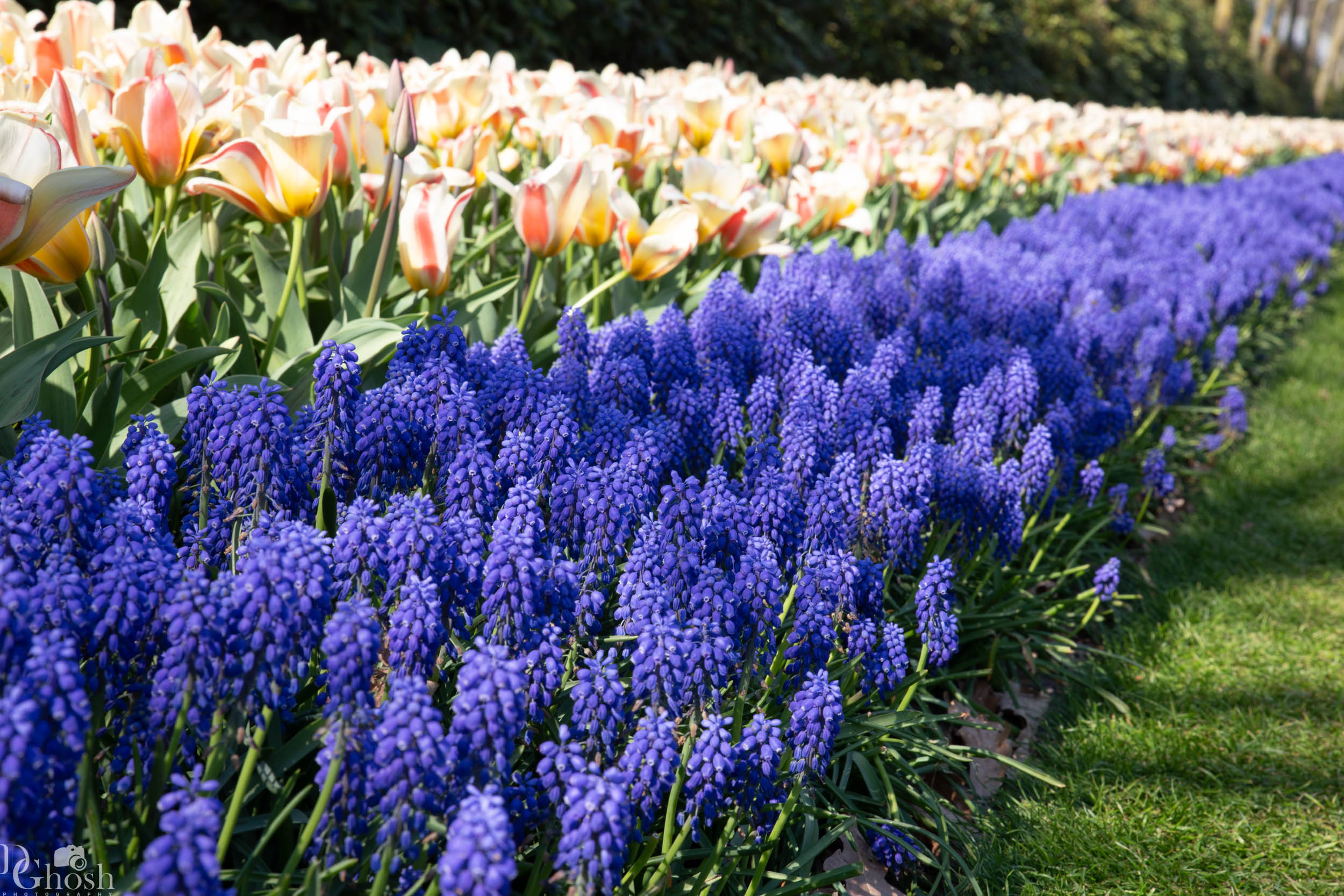 keukenhof2019/_MG_9203-web.jpg