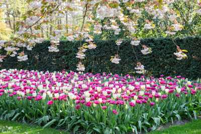 keukenhof2019/_MG_9242-web.jpg