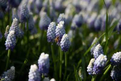 keukenhof2019/_MG_9273-web.jpg