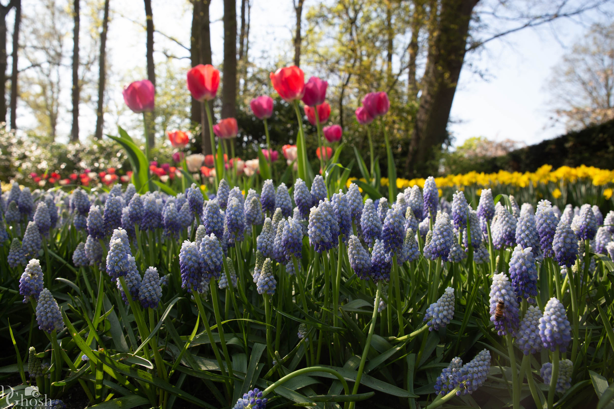 keukenhof2019/_MG_9278-web.jpg
