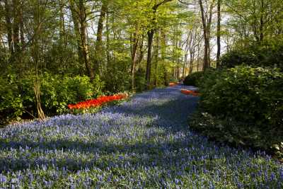 keukenhof2019/_MG_9323-web.jpg