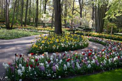 keukenhof2019/_MG_9359-web.jpg