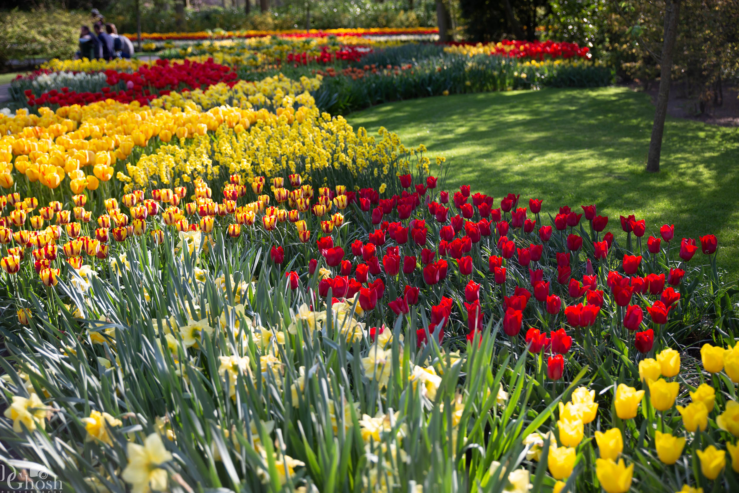 keukenhof2019/_MG_9421-web.jpg