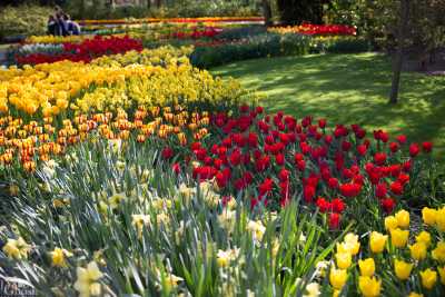 keukenhof2019/_MG_9421-web.jpg