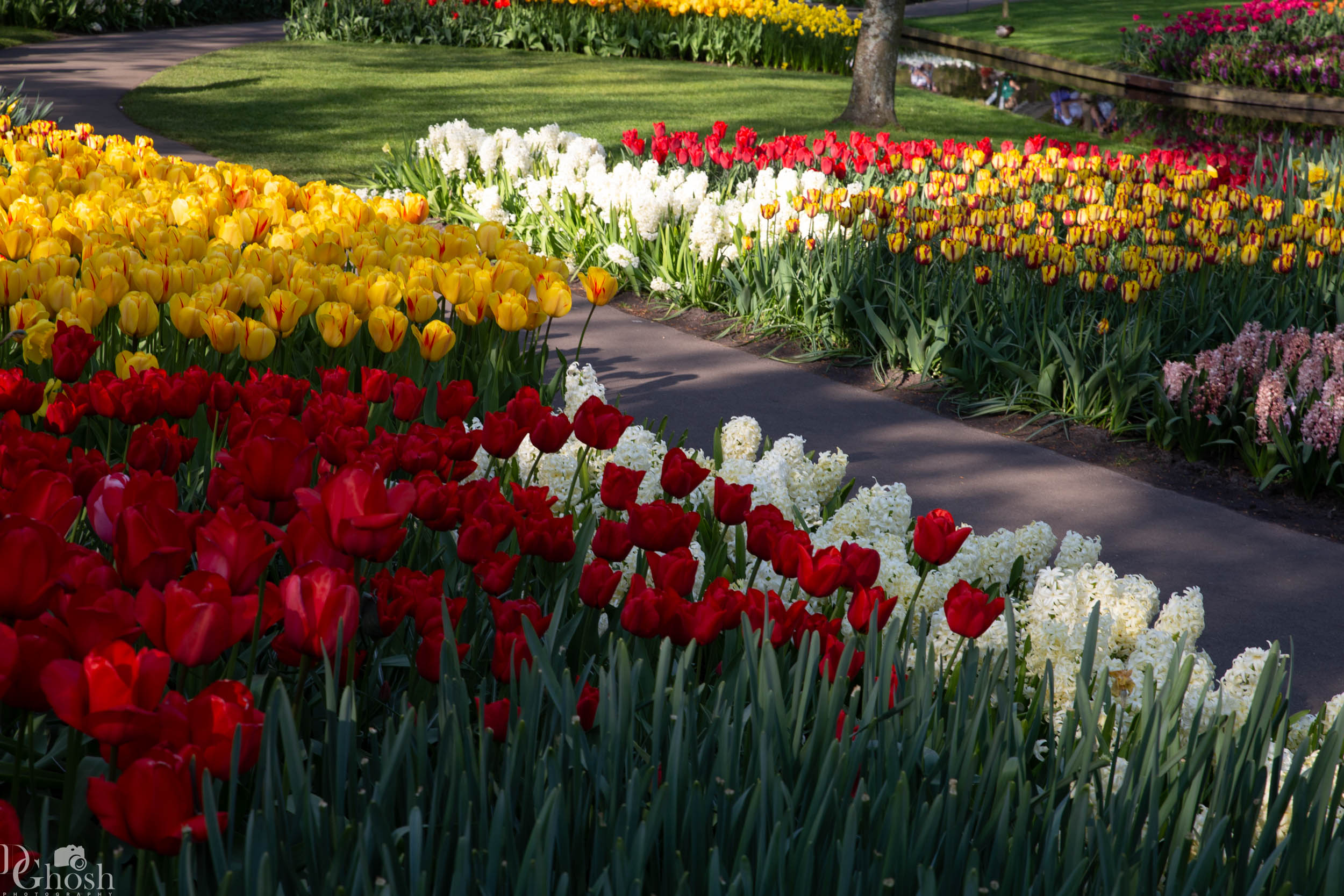 keukenhof2019/_MG_9460-web.jpg