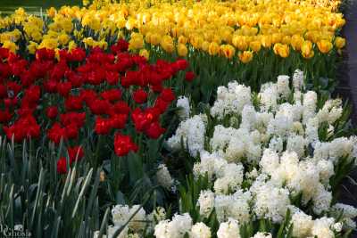 keukenhof2019/_MG_9461-web.jpg