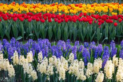 keukenhof2019/_MG_9475-web.jpg