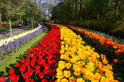 keukenhof2019/_MG_9477-web.jpg