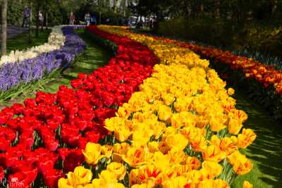 keukenhof2019/_MG_9484-web.jpg