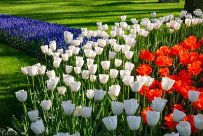 keukenhof2019/_MG_9510-web.jpg