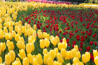 keukenhof2019/_MG_9575-web.jpg