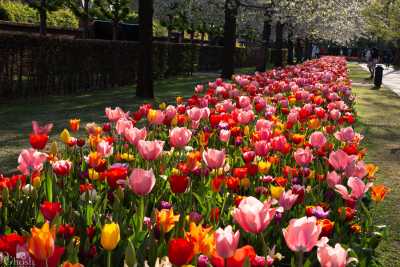 keukenhof2019/_MG_9603-web.jpg