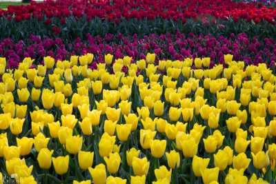 keukenhof2019/_MG_9635-web.jpg