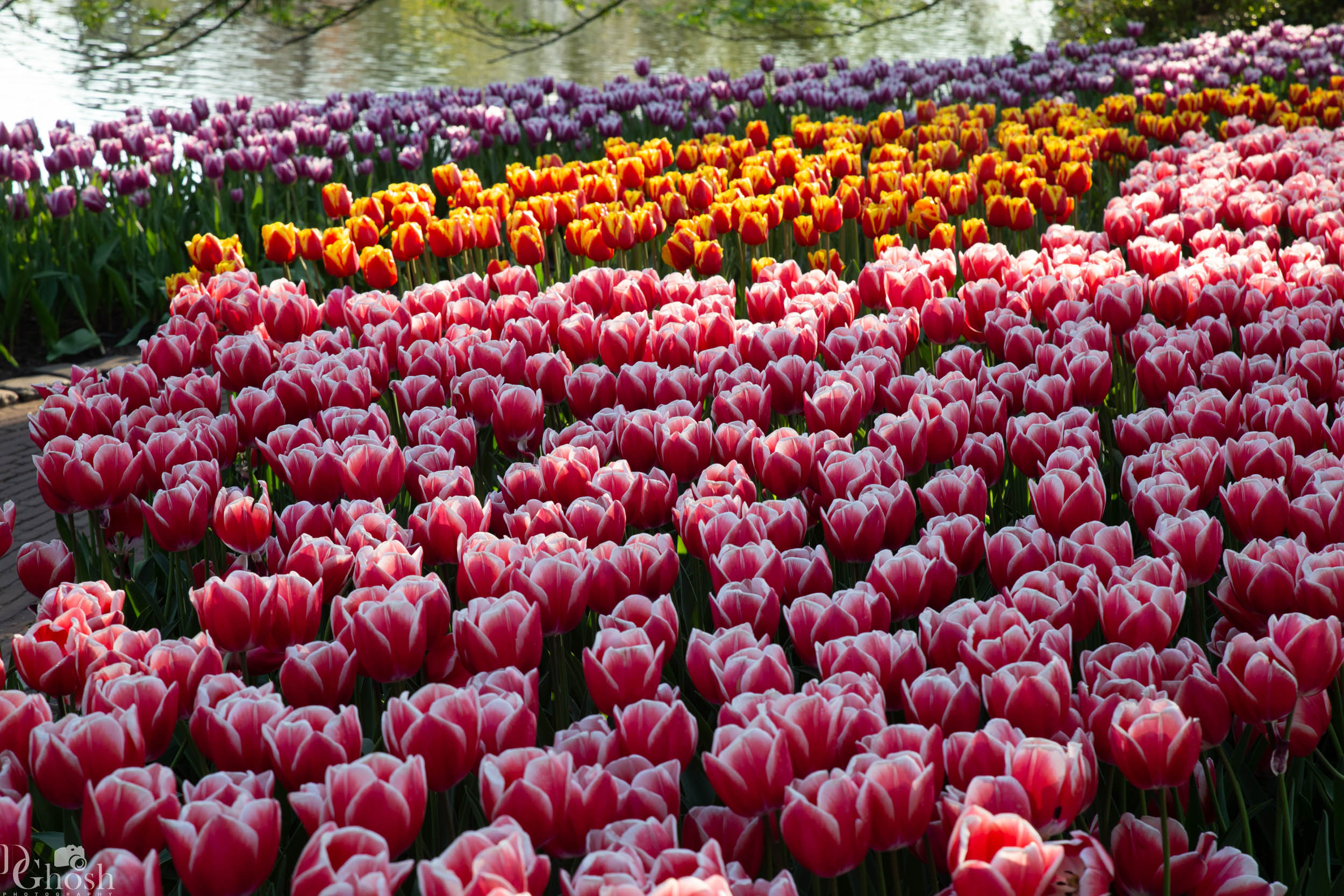 keukenhof2019/_MG_9641-web.jpg