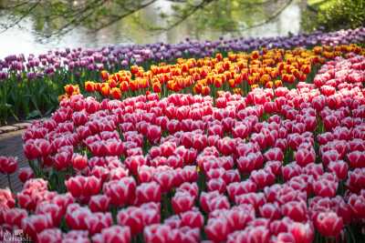 keukenhof2019/_MG_9642-web.jpg