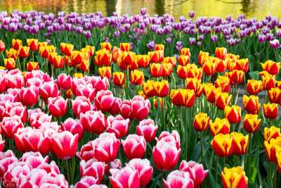 keukenhof2019/_MG_9647-web.jpg