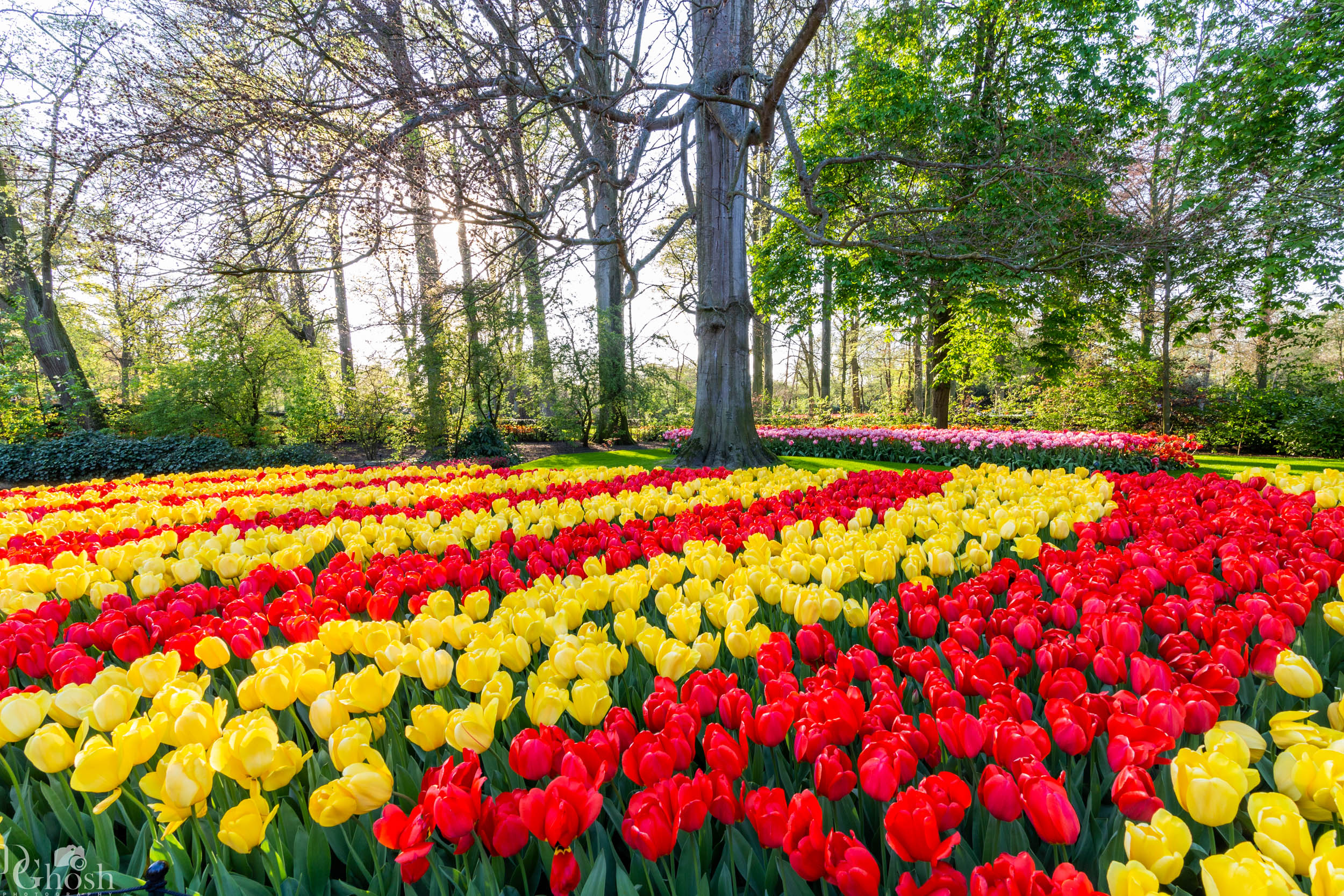 keukenhof2019/_MG_9680-web.jpg