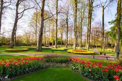 keukenhof2019/_MG_9685-web.jpg