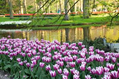 keukenhof2019/_MG_9767-web.jpg