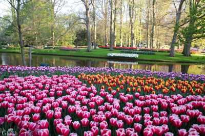 keukenhof2019/_MG_9781-web.jpg