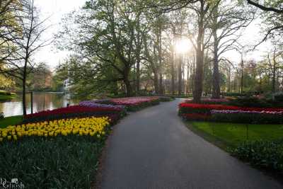 keukenhof2019/_MG_9791-web.jpg