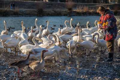 tierpark_swans-144.jpg