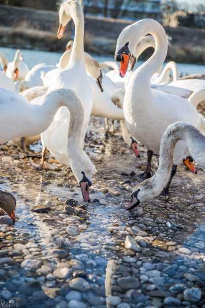 tierpark_swans-149.jpg