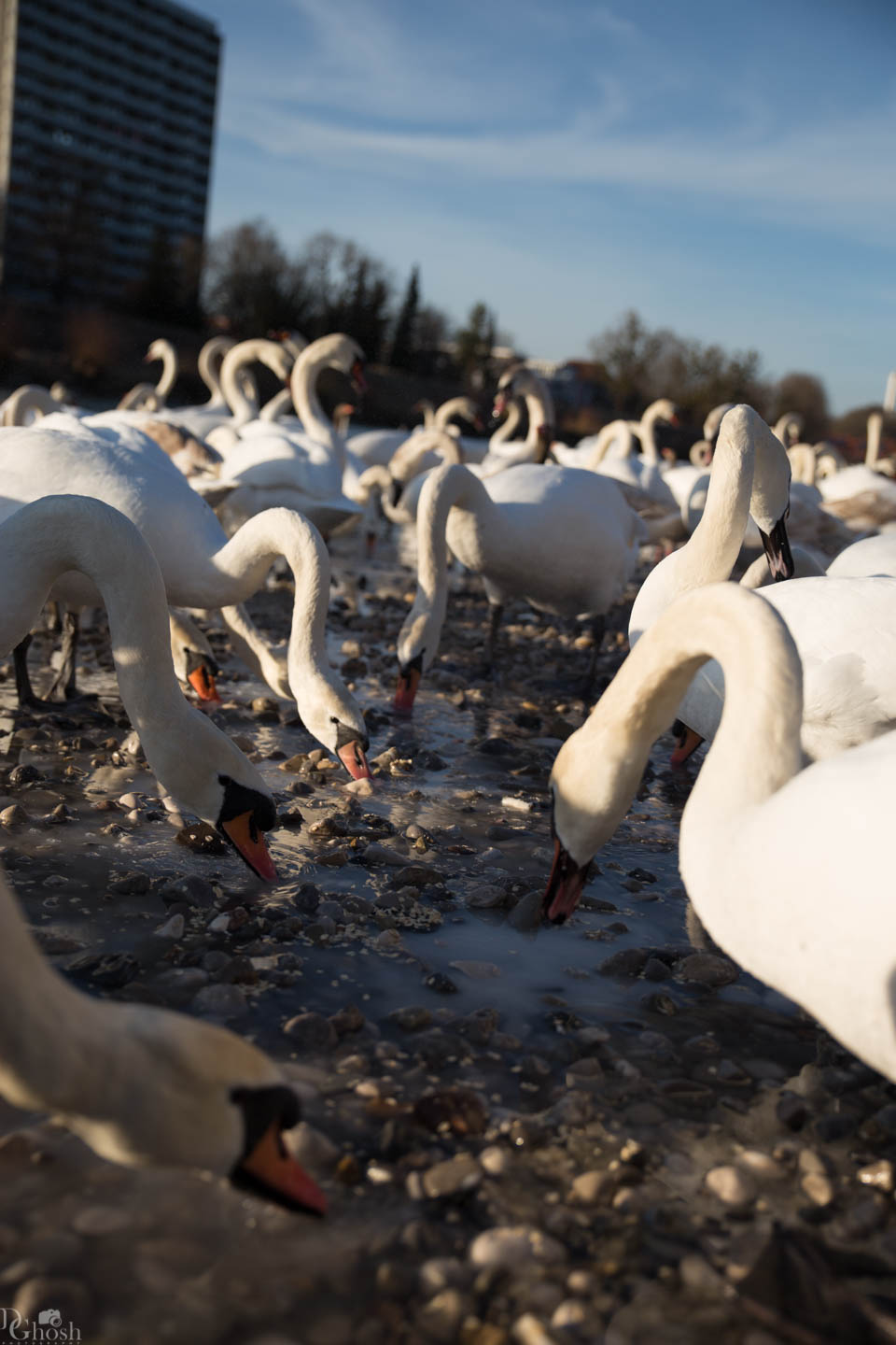 tierpark_swans-211.jpg