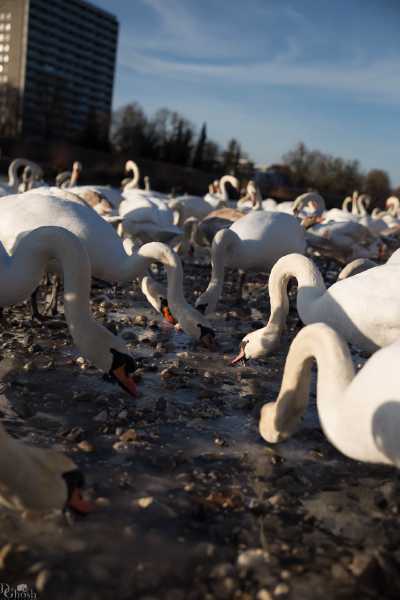 tierpark_swans-214.jpg