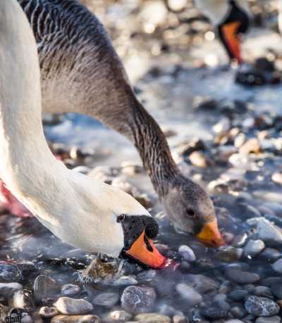 tierpark_swans-223.jpg