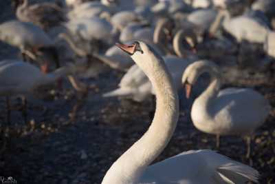 tierpark_swans-243.jpg