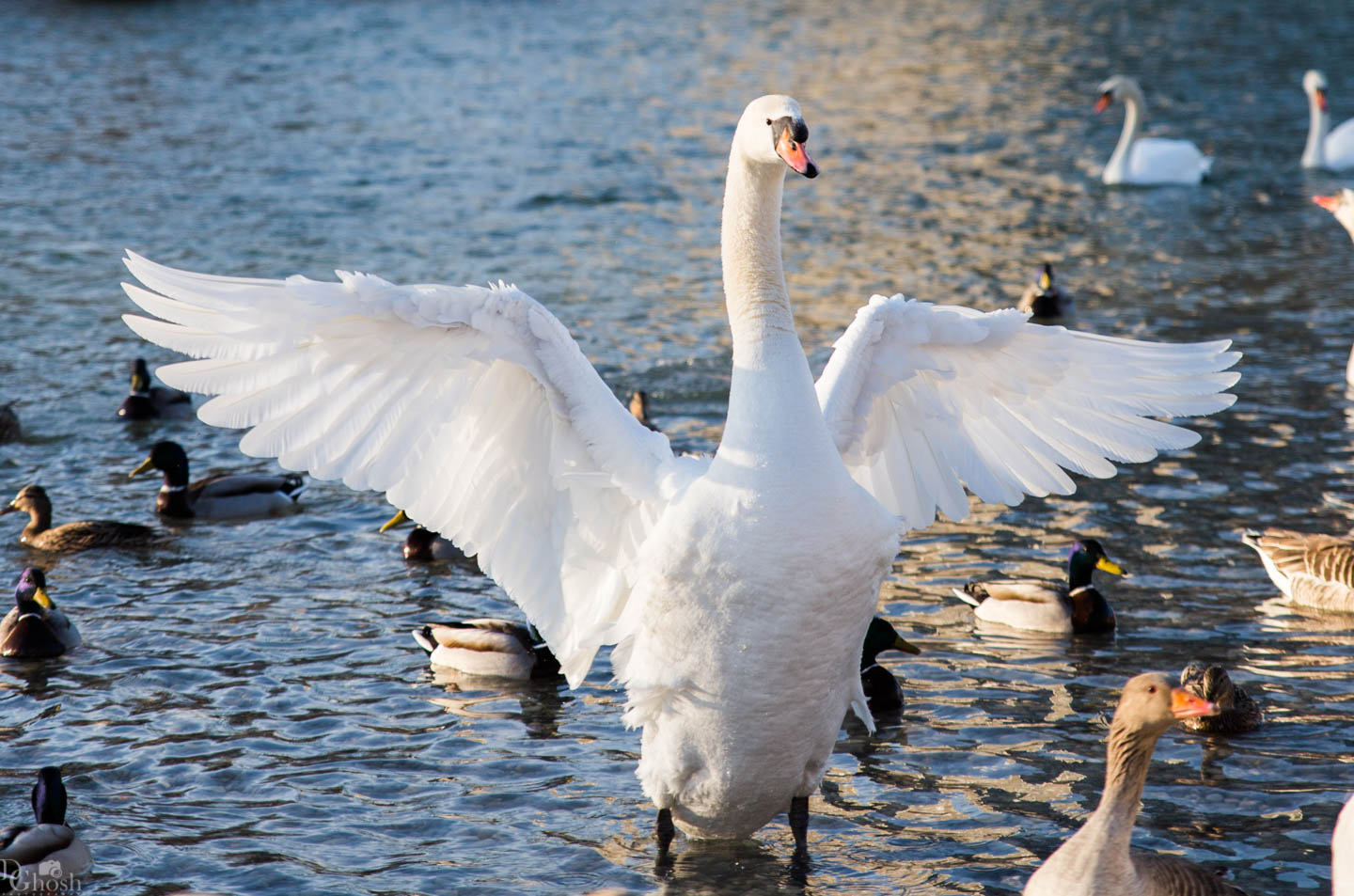 tierpark_swans-246.jpg