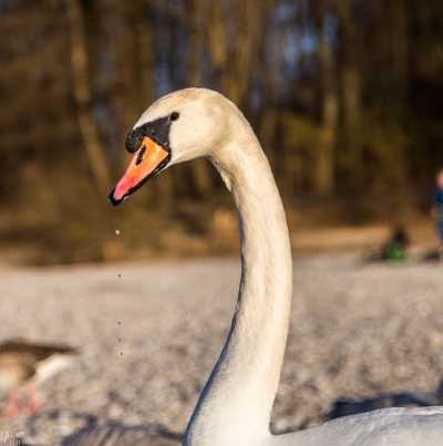 tierpark_swans-265.jpg