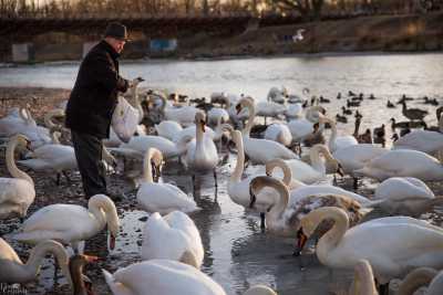 tierpark_swans-275.jpg