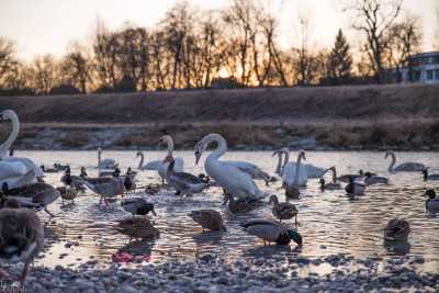 tierpark_swans-378.jpg