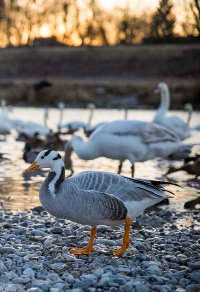 tierpark_swans-381.jpg