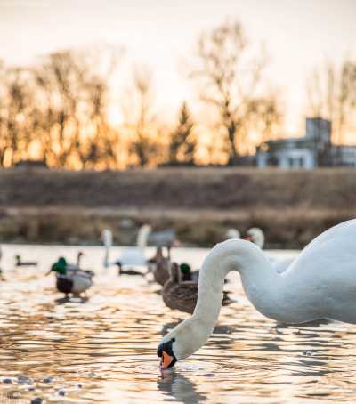 tierpark_swans-410.jpg